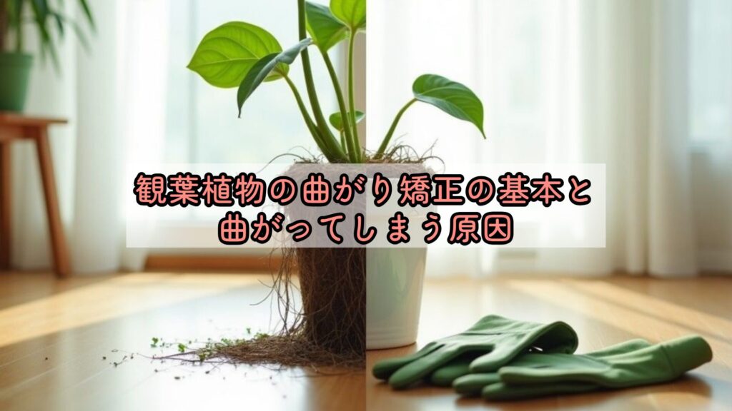 観葉植物の曲がり矯正の基本と曲がってしまう原因