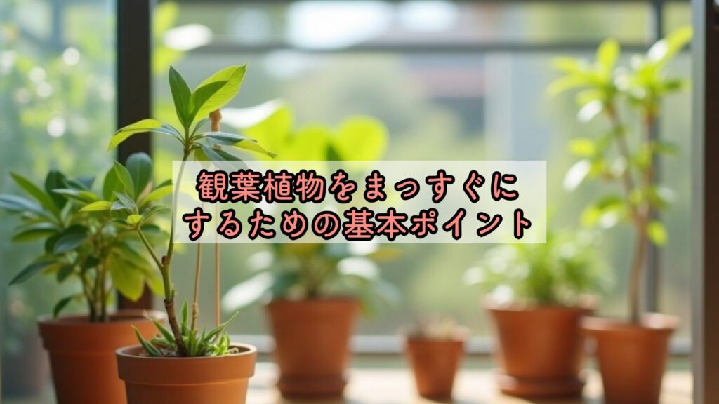 観葉植物をまっすぐにするための基本ポイント