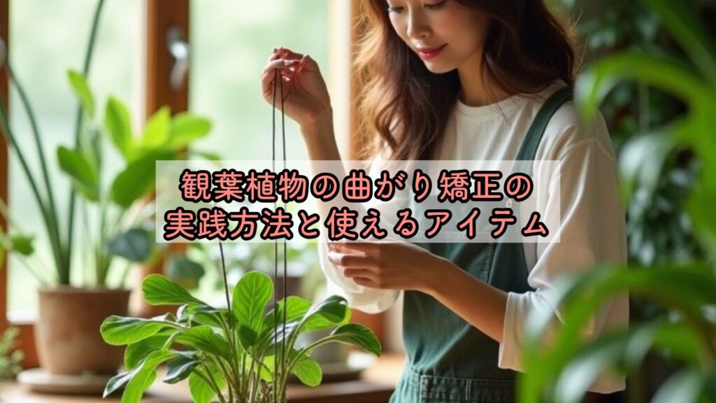 観葉植物の曲がり矯正の実践方法と使えるアイテム