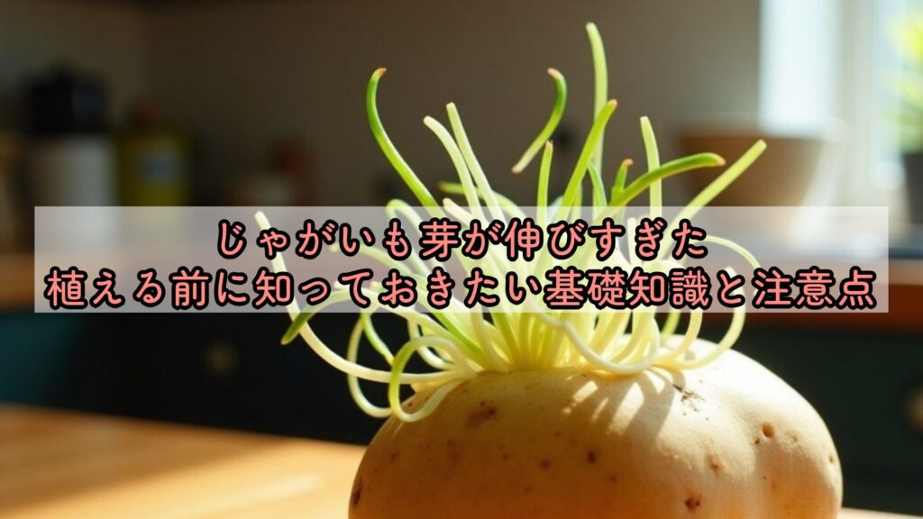 じゃがいも芽が伸びすぎた、植える前に知っておきたい基礎知識と注意点