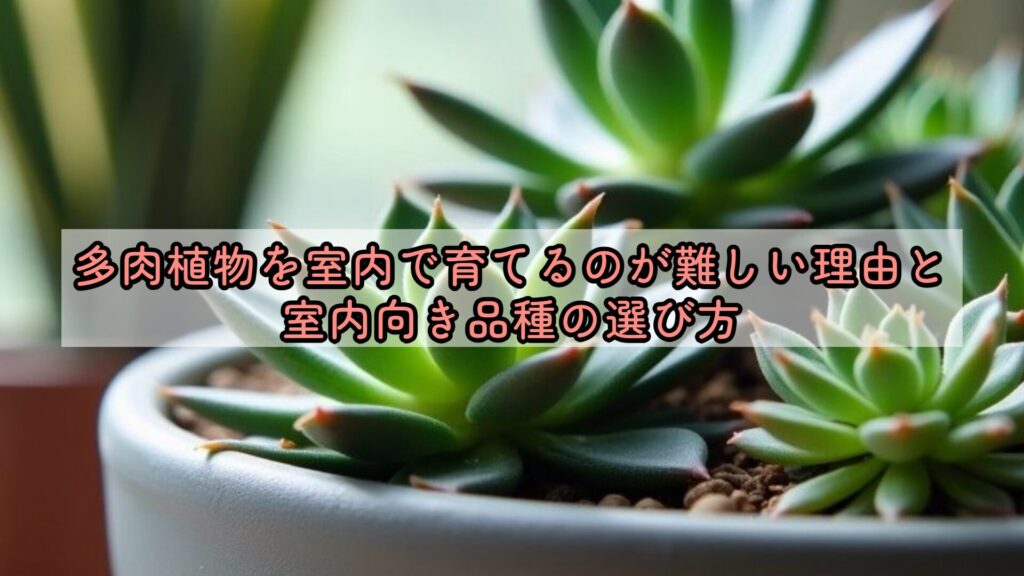 多肉植物を室内で育てるのが難しい理由と室内向き品種の選び方