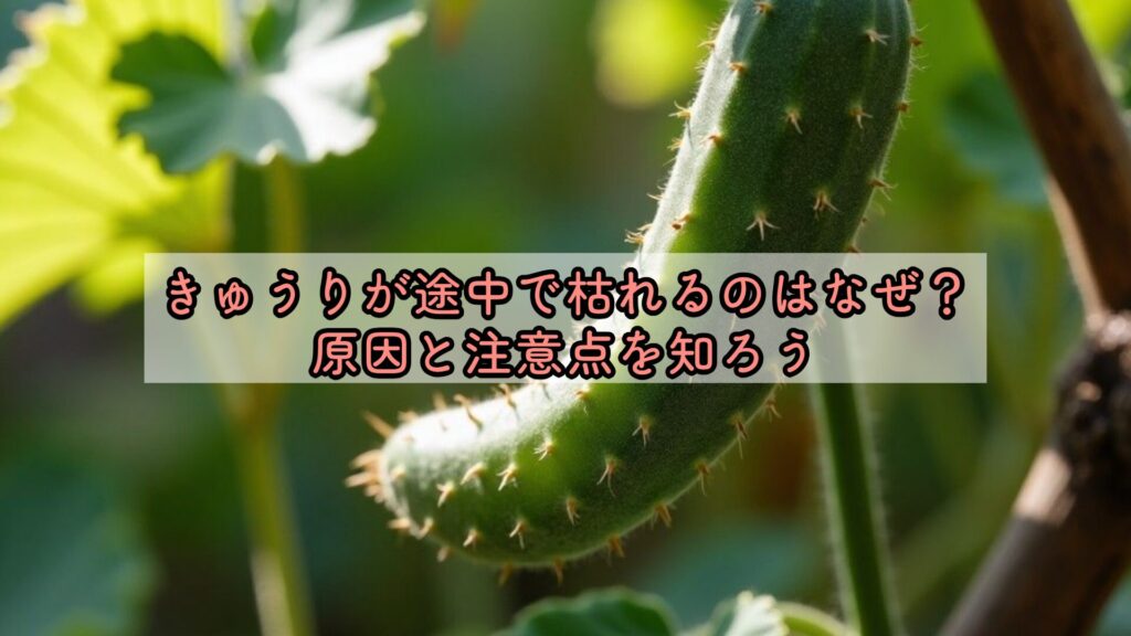 きゅうりが途中で枯れるのはなぜ?原因と注意点を知ろう