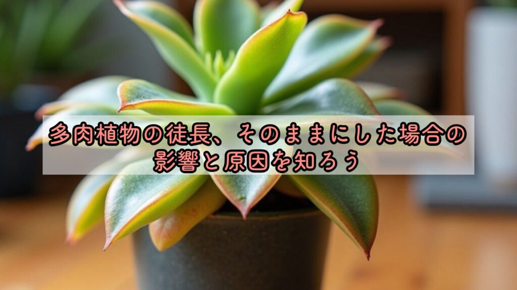 多肉植物の徒長、そのままにした場合の影響と原因を知ろう