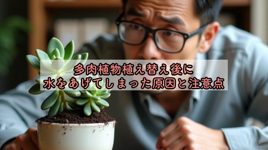 多肉植物植え替え後に水をあげてしまった原因と注意点