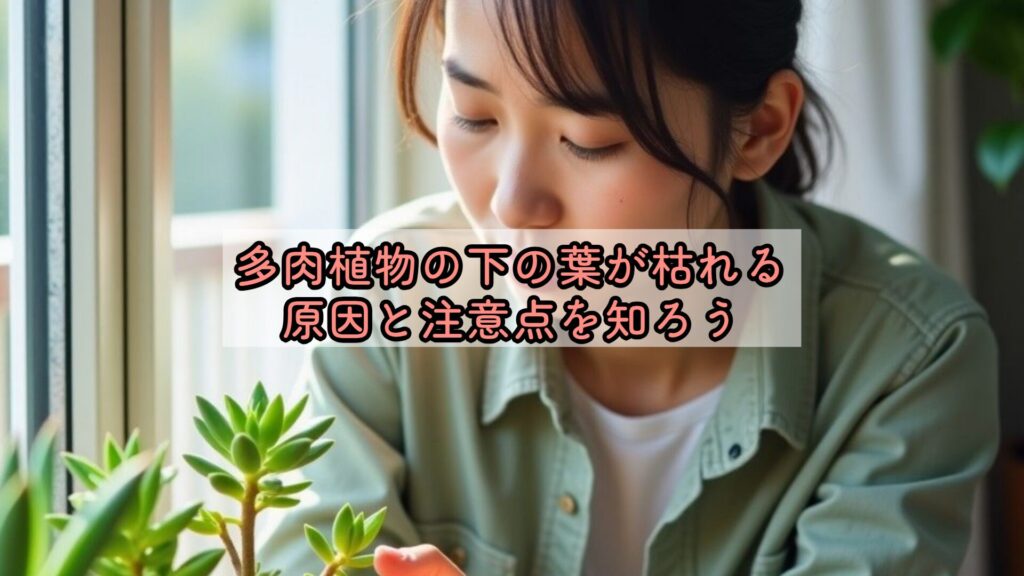 多肉植物の下の葉が枯れる原因と注意点を知ろう