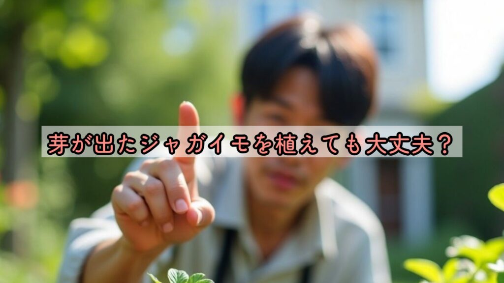 芽が出たジャガイモを植えても大丈夫?
