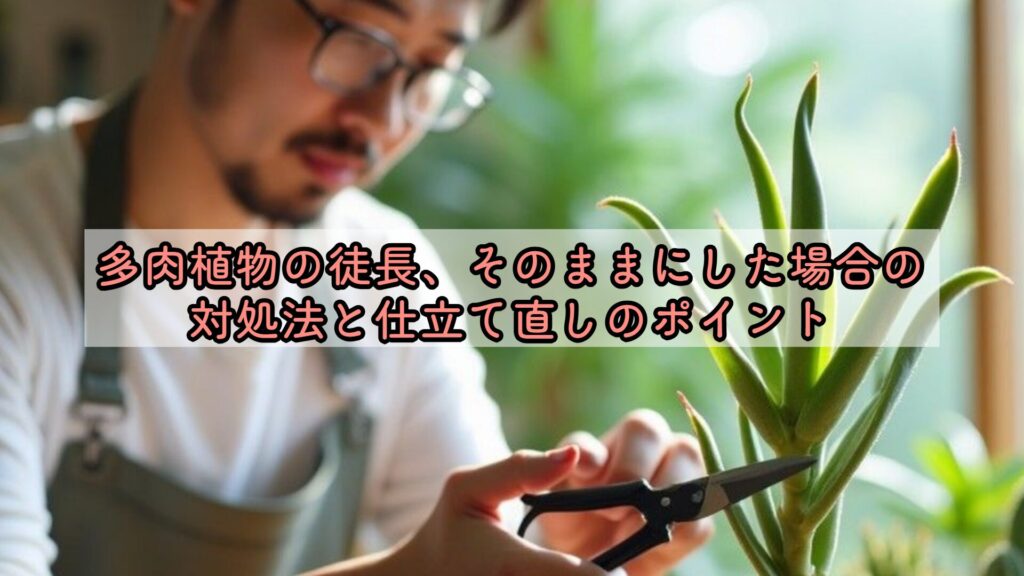 多肉植物の徒長、そのままにした場合の対処法と仕立て直しのポイント