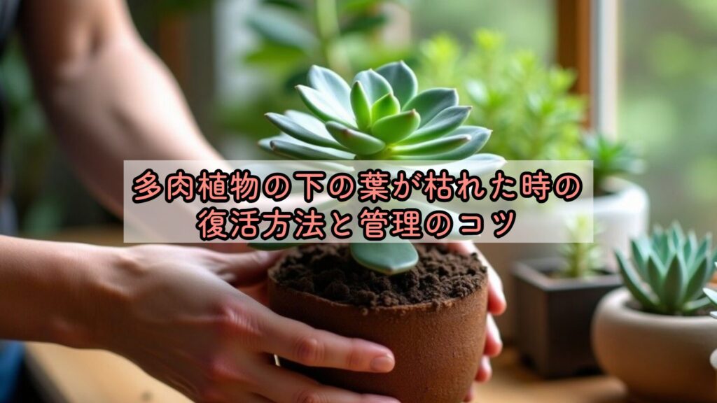 多肉植物の下の葉が枯れた時の復活方法と管理のコツ