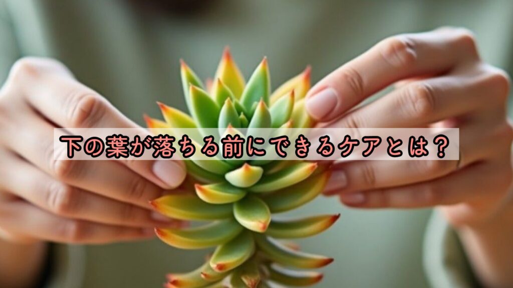 下の葉が落ちる前にできるケアとは?