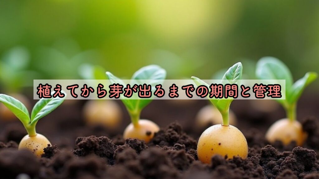 植えてから芽が出るまでの期間と管理