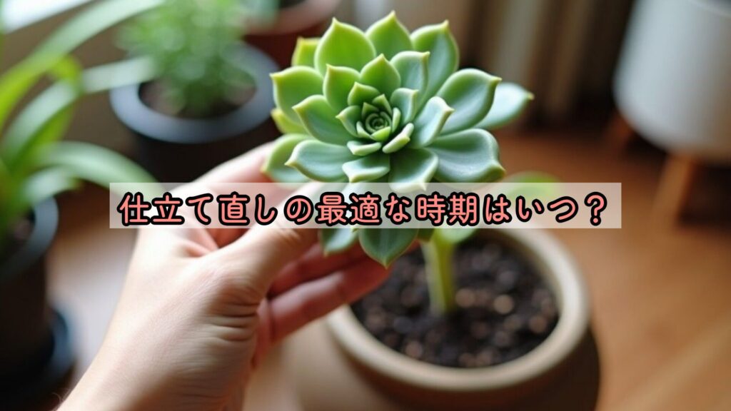 仕立て直しの最適な時期はいつ?