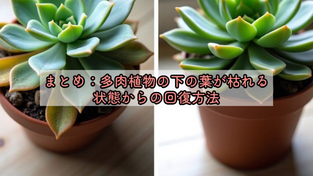 まとめ:多肉植物の下の葉が枯れる状態からの回復方法