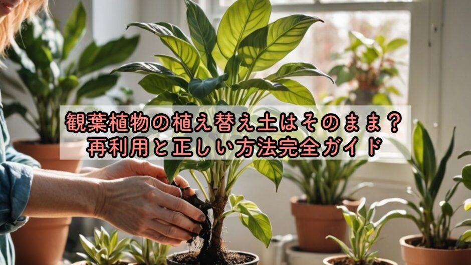 観葉植物の植え替え土はそのまま？再利用と正しい方法完全ガイド