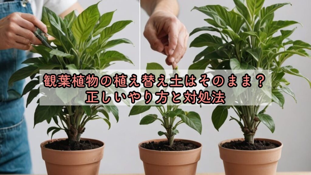観葉植物の植え替え土はそのまま？正しいやり方と対処法