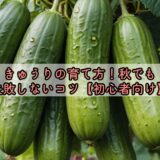 きゅうりの育て方！秋でも失敗しないコツ【初心者向け】