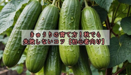 きゅうりの育て方！秋でも失敗しないコツ【初心者向け】