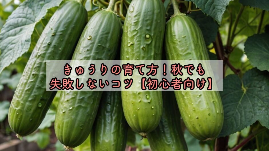 きゅうりの育て方！秋でも失敗しないコツ【初心者向け】