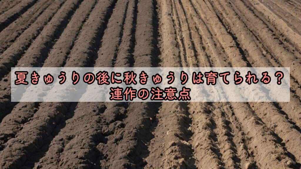 夏きゅうりの後に秋きゅうりは育てられる?連作の注意点