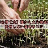 【豆苗の育て方】種から土を徹底解説!失敗しない栽培のコツ