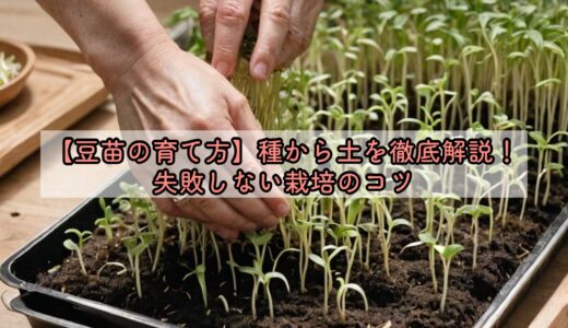 【豆苗の育て方】種から土を徹底解説！失敗しない栽培のコツ