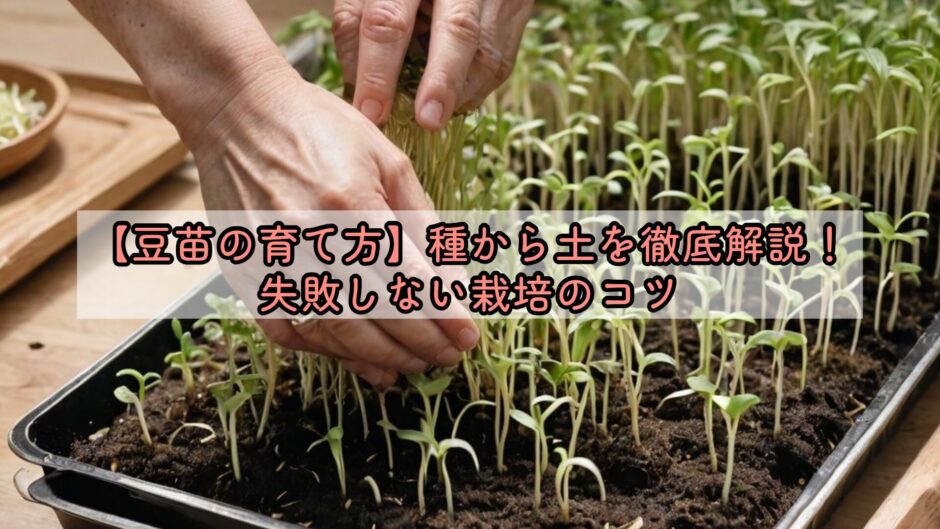 【豆苗の育て方】種から土を徹底解説！失敗しない栽培のコツ