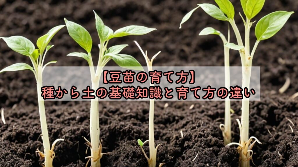 【豆苗の育て方】種から土の基礎知識と育て方の違い