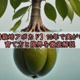 【水耕栽培アボカド】10年で実がなる？育て方と限界を徹底解説