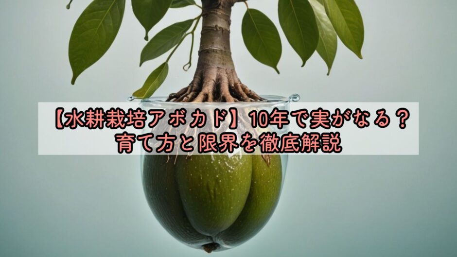 【水耕栽培アボカド】10年で実がなる？育て方と限界を徹底解説