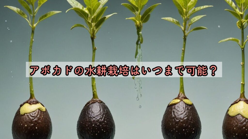 アボカドの水耕栽培はいつまで可能？