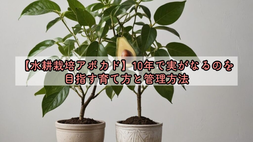 【水耕栽培アボカド】10年で実がなるのを目指す育て方と管理方法