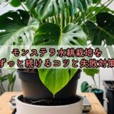 モンステラ水耕栽培をずっと続けるコツと失敗対策