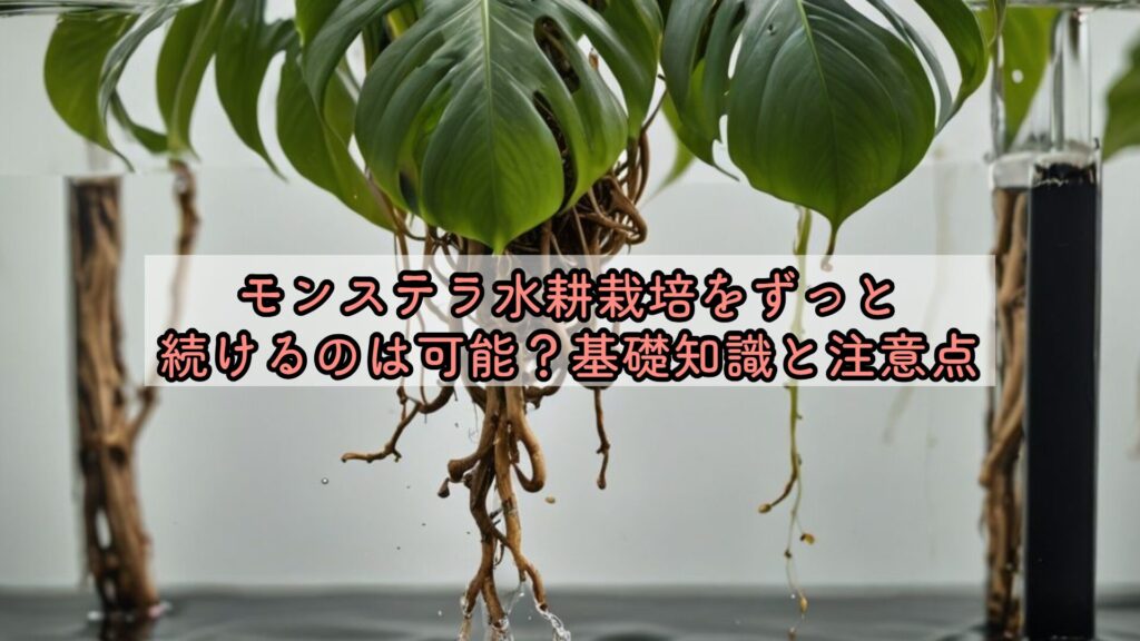 モンステラ水耕栽培をずっと続けるのは可能？基礎知識と注意点