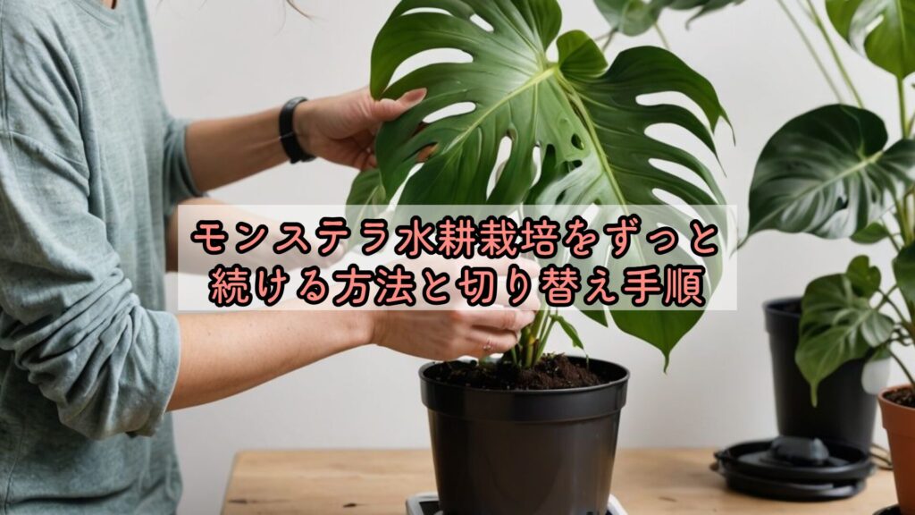 モンステラ水耕栽培をずっと続ける方法と切り替え手順