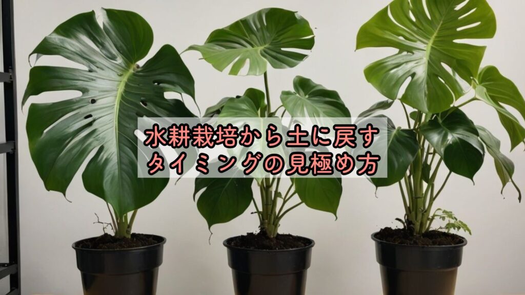 モンステラ水耕栽培をずっと続けるコツと失敗対策 | グリーンライフ