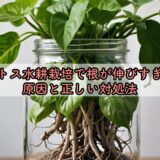 ポトス水耕栽培で根が伸びすぎる原因と正しい対処法