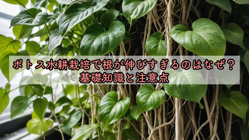 ポトス水耕栽培で根が伸びすぎるのはなぜ？基礎知識と注意点