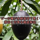 マンゴーの種が水耕栽培で黒くなる原因と対策を徹底解説