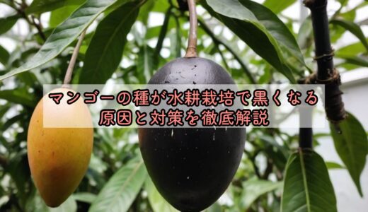 マンゴーの種が水耕栽培で黒くなる原因と対策を徹底解説