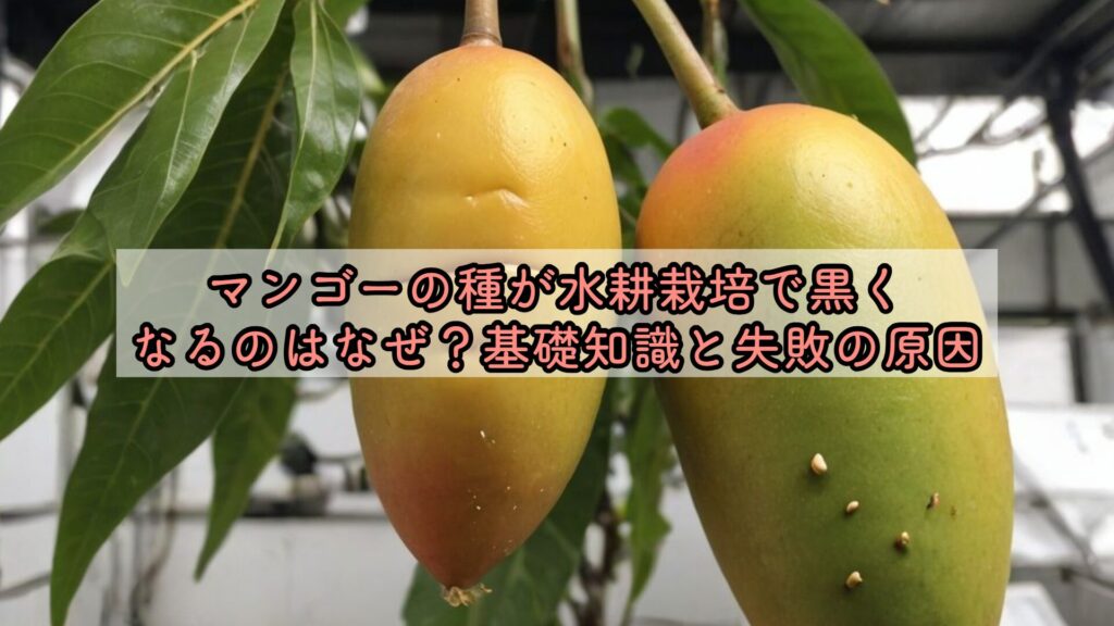 マンゴーの種が水耕栽培で黒くなるのはなぜ？基礎知識と失敗の原因