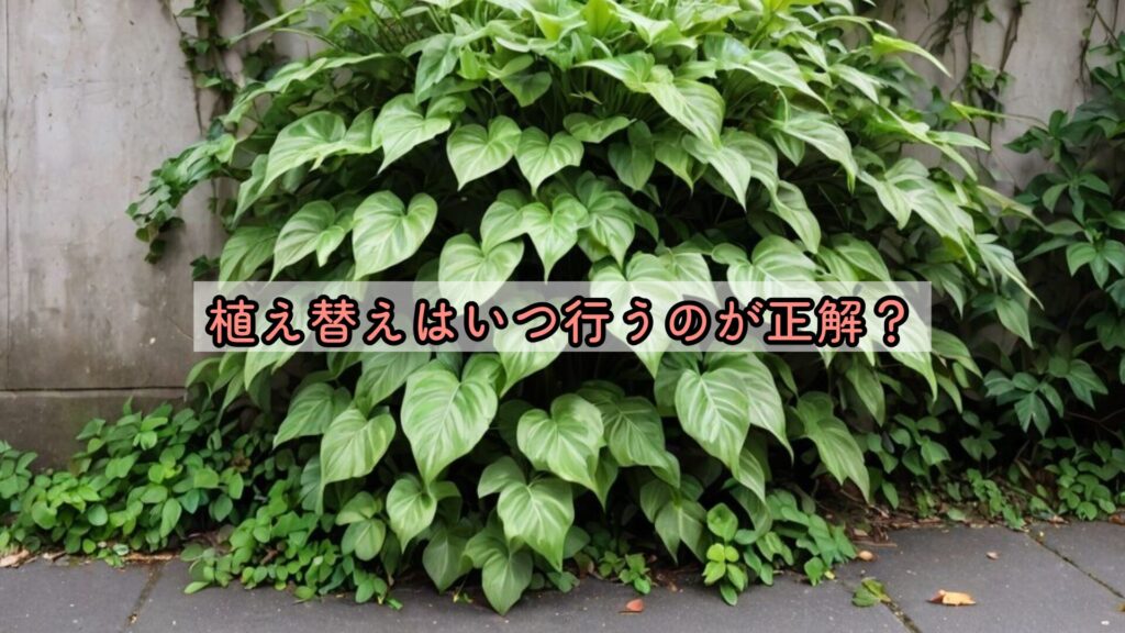 植え替えはいつ行うのが正解？