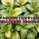 バジル水耕栽培！育たない原因と対処法を徹底解説【初心者向け】