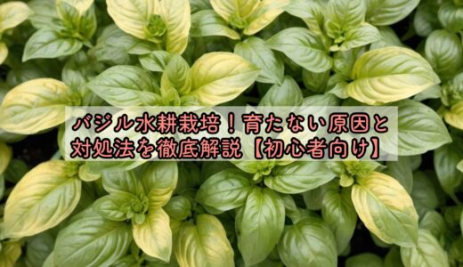 バジル水耕栽培！育たない原因と対処法を徹底解説【初心者向け】