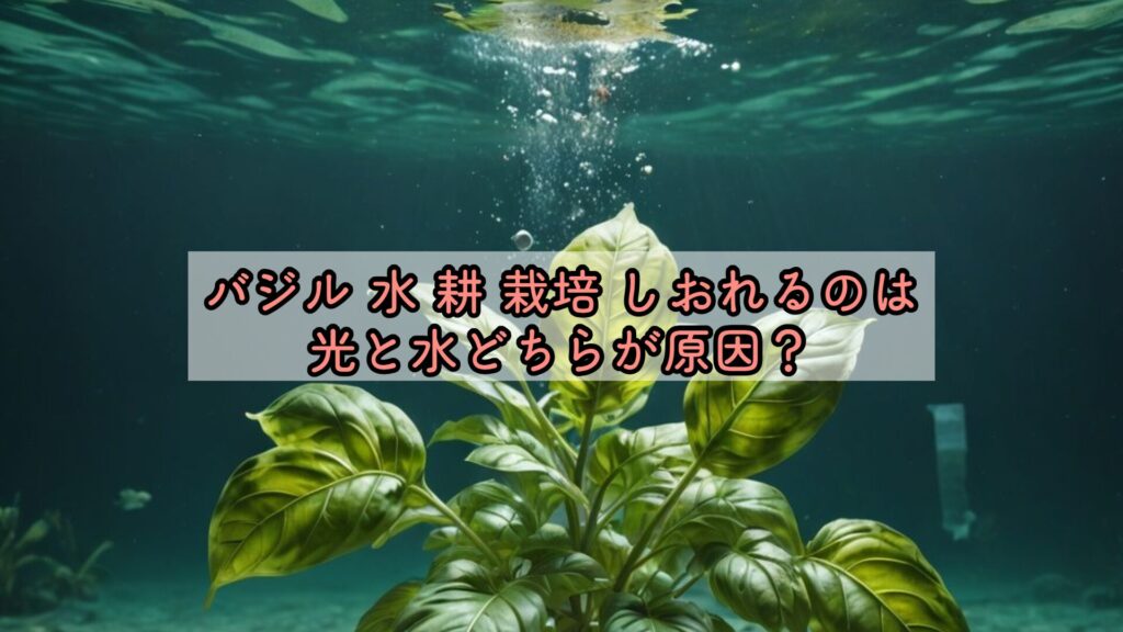 バジル水耕栽培しおれるのは光と水どちらが原因?