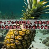 パイナップル水耕栽培、失敗の原因と対策を徹底解説【初心者向け完全】