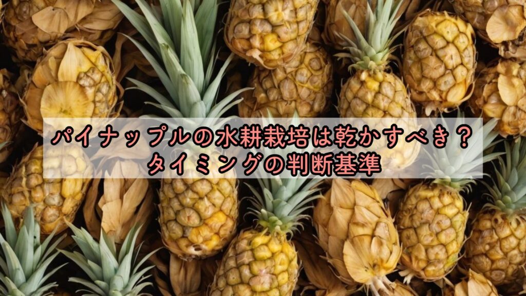 パイナップルの水耕栽培は乾かすべき?タイミングの判断基準