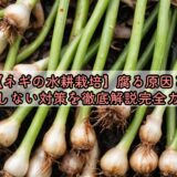 【ネギの水耕栽培】腐る原因と失敗しない対策を徹底解説完全ガイド