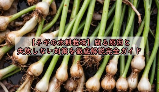 【ネギの水耕栽培】腐る原因と失敗しない対策を徹底解説完全ガイド
