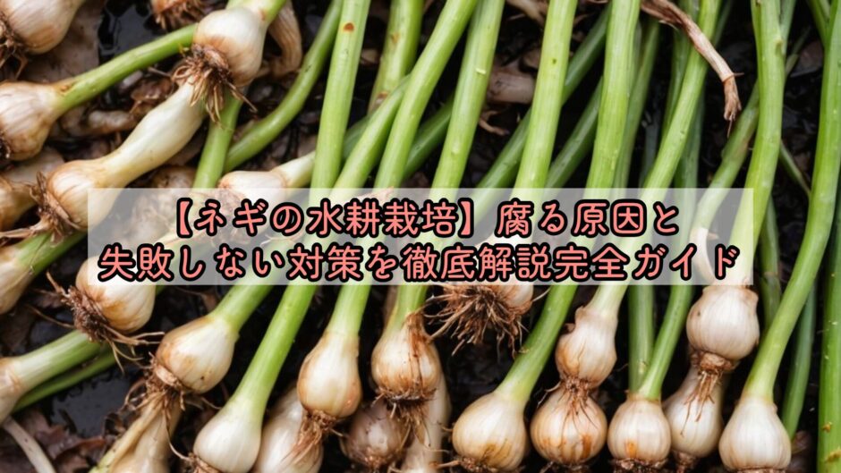 【ネギの水耕栽培】腐る原因と失敗しない対策を徹底解説完全ガイド