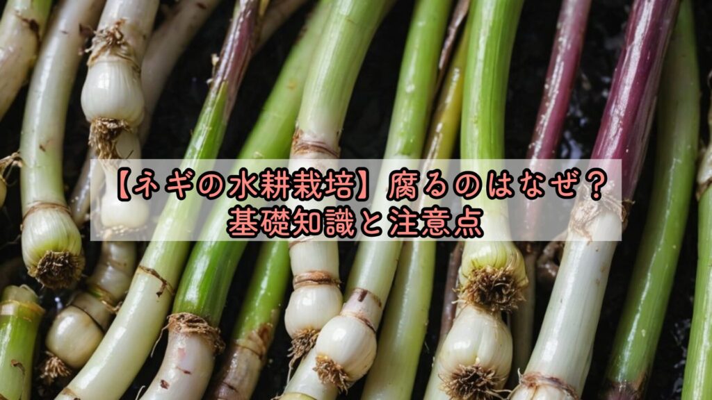 【ネギの水耕栽培】腐るのはなぜ?基礎知識と注意点