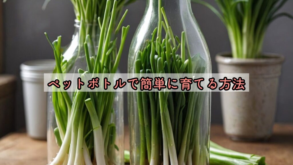 ペットボトルで簡単に育てる方法